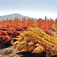 Comment cuire le quinoa ?