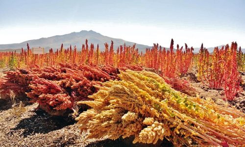 Comment cuire le quinoa ?